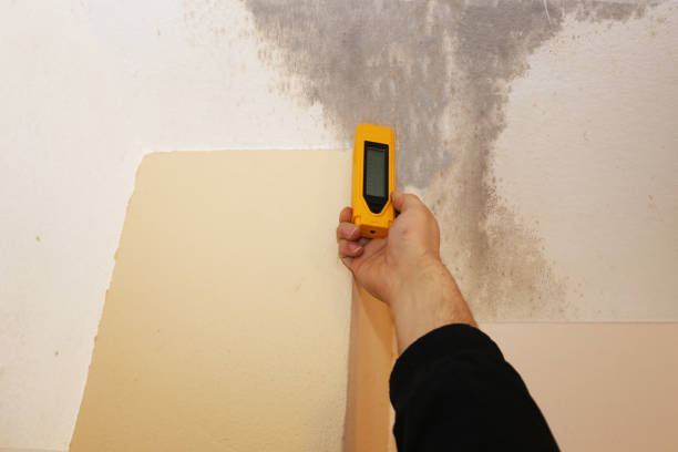 Best Mold Removal for HVAC Installations  in St Cloud, MN
