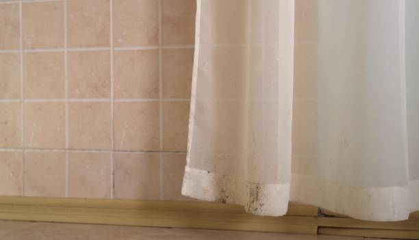  St Cloud, MN Mold Removal Pros