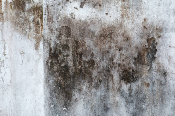 Best HVAC Mold Inspection and Cleaning  in St Cloud, MN
