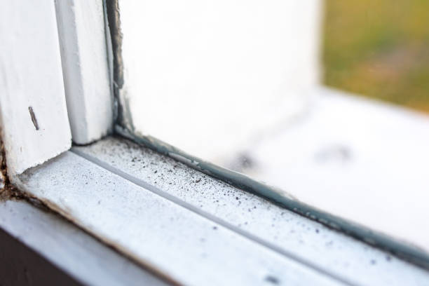 Best Post-Construction Mold Inspection  in St Cloud, MN