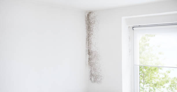 Best Indoor Air Quality Assessment  in St Cloud, MN