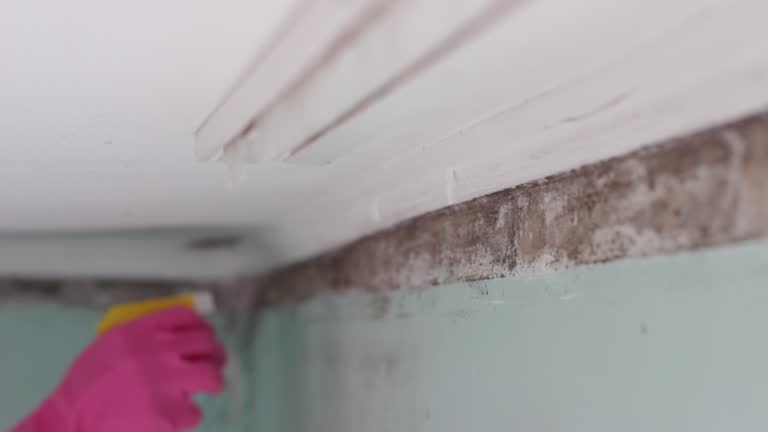 Best Mold Remediation for Healthcare Facilities  in St Cloud, MN